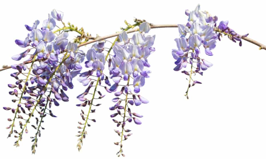 Rhapsody in mauve … wisteria –  or should that be ‘wistaria’?