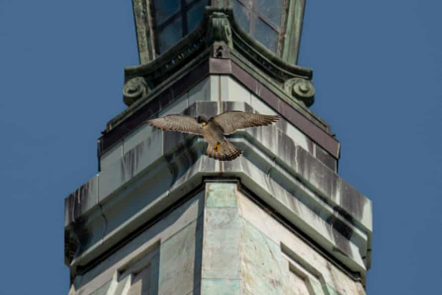 Grinnell, who died in March, flies in front of the bell tower where he nested with Annie.