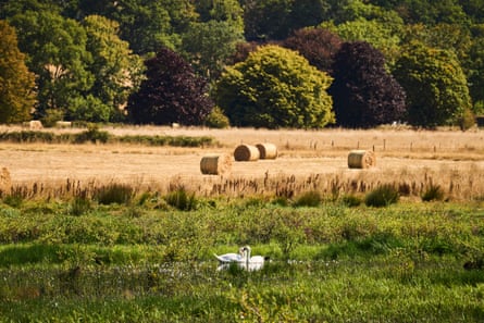 Two swans swim in pools in a wet, green meadow in front of a dry field with straw bales and mature trees in the background.