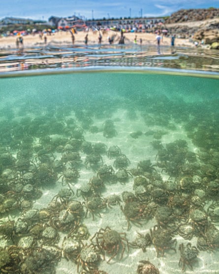 The spider crabs spotted gathering at St Ives, Cornwall, to shed their shells before returning to the depths