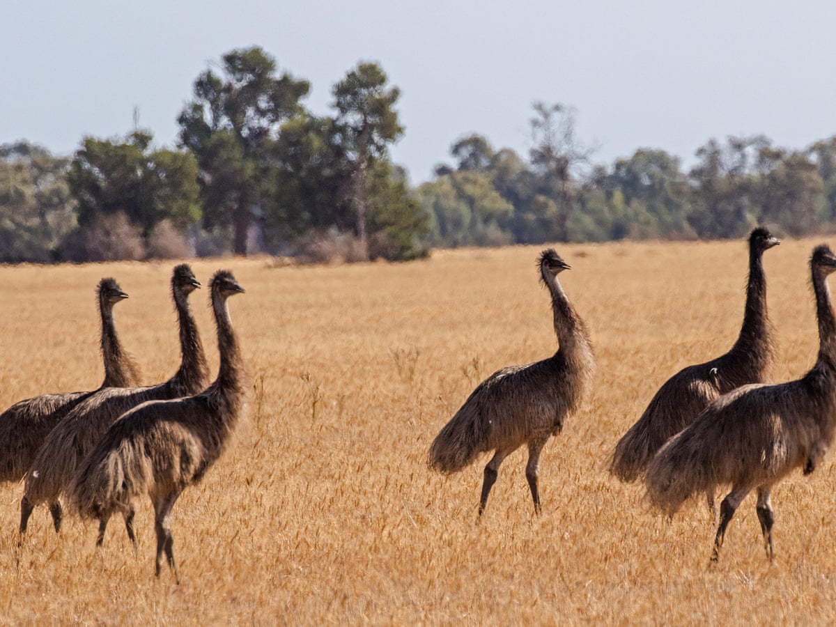Ee Moo Npr S Absurd Pronunciation Starts New Emu War In Australia Birds The Guardian