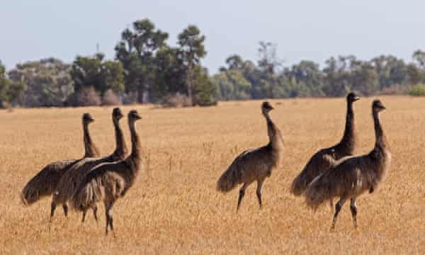 Ee Moo Npr S Absurd Pronunciation Starts New Emu War In Australia Birds The Guardian Ee Moo Npr S Absurd Pronunciation Starts New Emu War In Australia Birds The Guardian