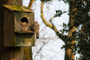 A female kestrel