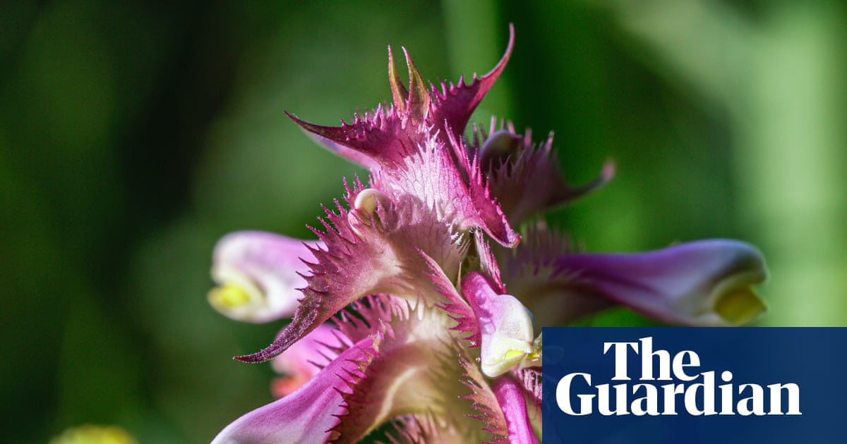 Country diary: A single act of care 40 years ago, and we have this splendid, rare colony | Sarah Lambert