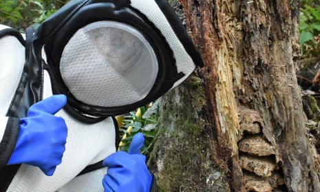 A Washington state Department of Agriculture worker wearing a protective suit poses during the eradication of an Asian giant hornet nest at the base of a dead alder tree near Blaine, Washington on 25 August 2021. 