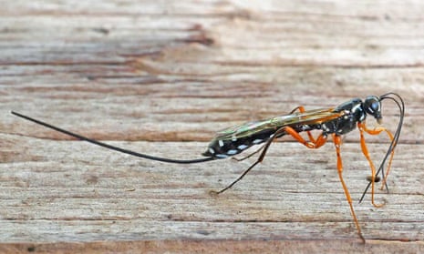Logger Insect Country diary: a fearsome insect assassin has moved in to our log pile ...