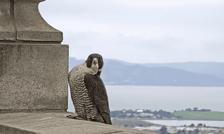 Annie, one half of the beloved falcon couple.