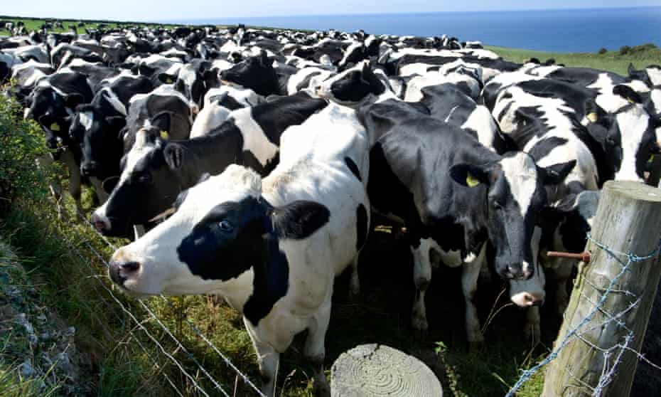 A herd of milking cows.