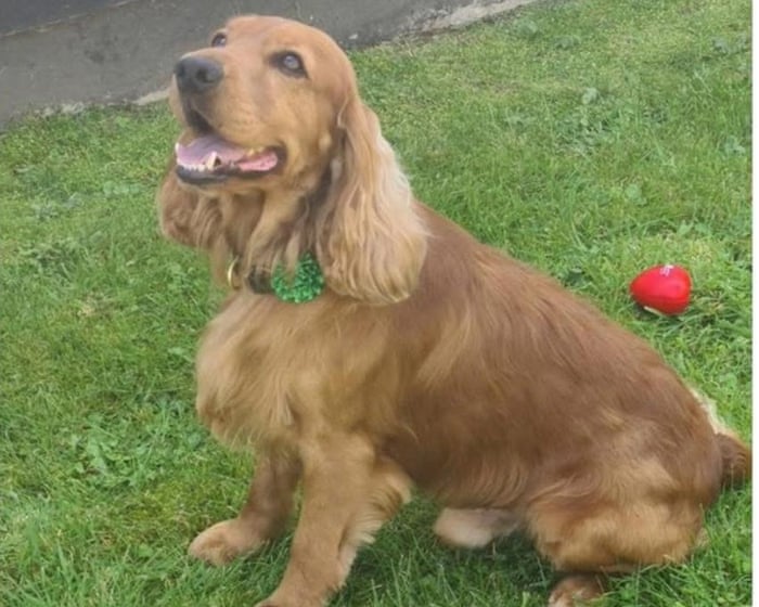 Bailey the support dog freed from Northern Irish prison after public outcry