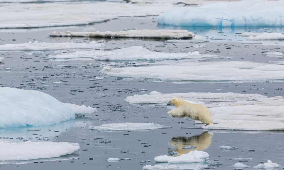 A polar bear leaping from ice floe to ice floe off Svalbard, Norway
