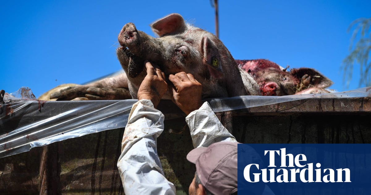 Image result for china pig disease 2019