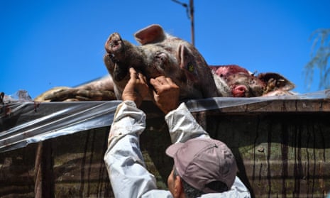 African swine fever reached Romania this year