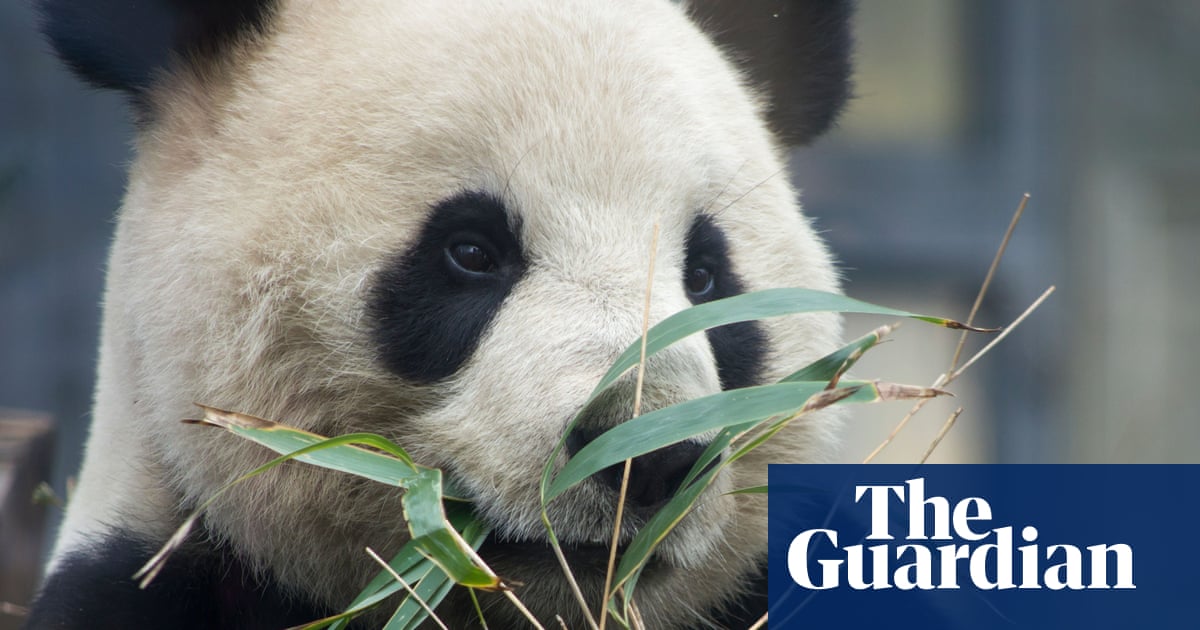 Black and white and sent back over: end of panda diplomacy as Japan returns bears to China