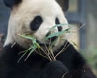 Panda in viaggio: il ritorno di Xiao Xiao e Lei Lei segna la fine della diplomazia cinese‑giapponese
