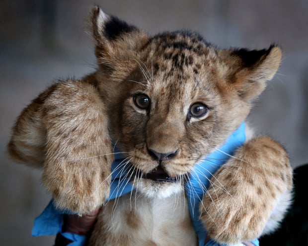 A lion cub