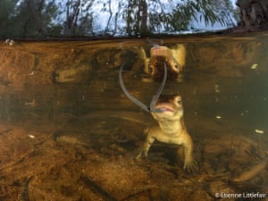 Water monitor lizard swimming