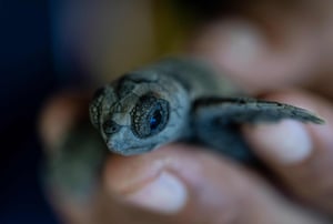 Um ambientalista verifica um filhote de tartaruga da espécie ameaçada de cabeçuda (Caretta caretta) em La Sabana, Venezuela. As tartarugas foram soltas no oceano por conservacionistas que as protegem de predadores em um viveiro na praia de El Puerto