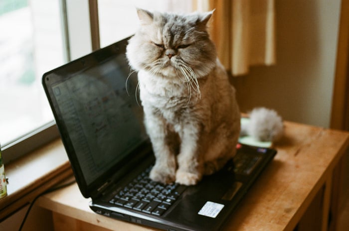 Sit! Stay! Get off my Zoom call! How to work from home 
        when your pet won't let you | Pets | The Guardian