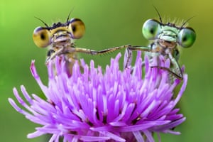 Two damselflies on a purple wild flower appear to holding hands