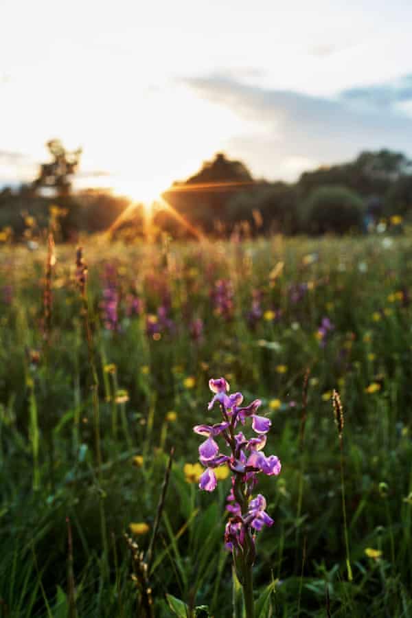 Green-winged orchid at Marden meadow in Kent.