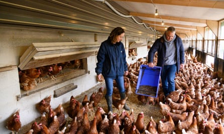 Inside a chicken shed