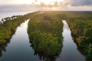Uma floresta de mangue próspera no sudoeste de Gana é vista antes do Dia Internacional para a Conservação do Ecossistema de Mangue em 26 de julho. Os manguezais fornecem áreas protegidas e de desova para peixes e crustáceos, bem como protegem os litorais contra inundações e tempestades. À medida que o carbono natural afunda, os manguezais sequestram o CO2 da atmosfera e o armazenam em sua biomassa por décadas. Isso ajuda a regular o clima global. Cerca de seis espécies principais de manguezais são encontradas em Gana, incluindo Rhizophora racemosa, Avicennia germinans, Laguncularia racemosa e Rhizophora harrisonii.