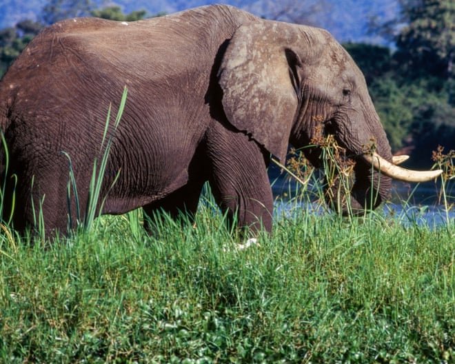 Two tourists from UK and New Zealand killed by elephant, Zambian police say Two tourists from UK and New Zealand killed by elephant, Zambian police say