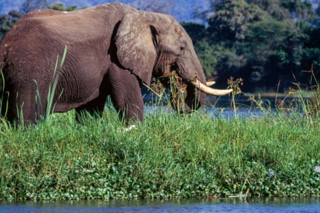 an elephant walks in a thick growth of green plants next to water