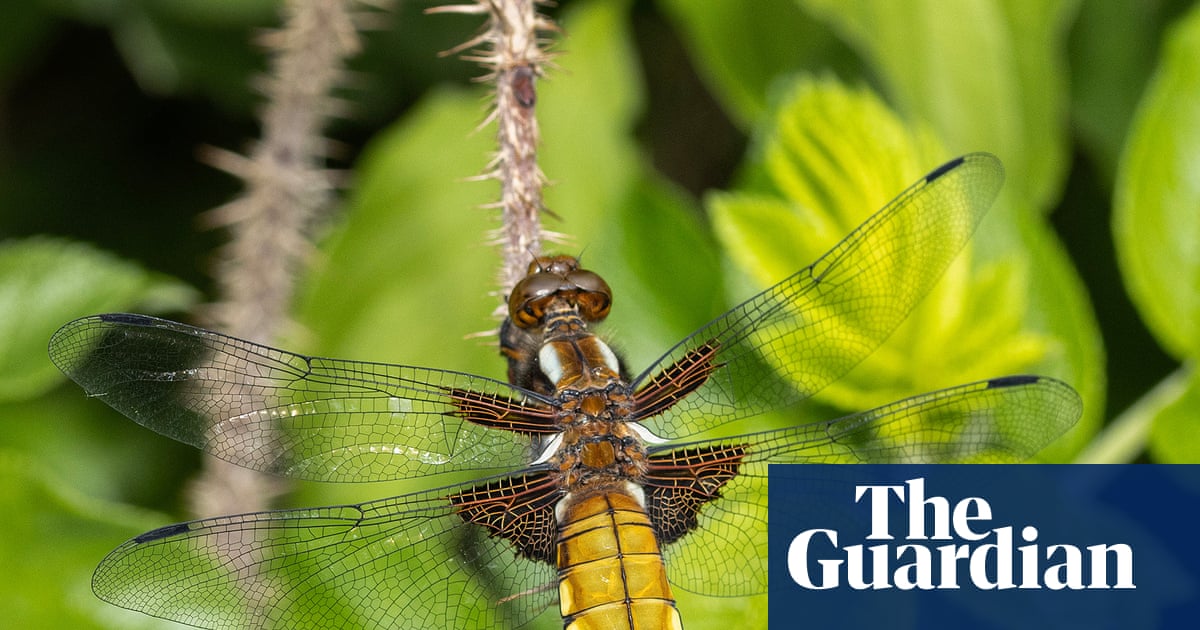 Country diary: Our pond is a year old – already dragonflies are emerging | Nic Wilson