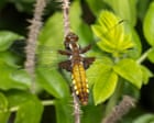 Country diary: Our pond is a year old – already dragonflies are emerging | Nic Wilson