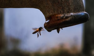 Abelhas em voo coletando água de um poço tubular em Nabin Nagar, Bengala Ocidental, Índia, em 26 de dezembro. As abelhas precisam de água para regular a temperatura da colmeia, alimentar as abelhas jovens e diluir o mel armazenado. Algumas pesquisas sugerem que as abelhas também recebem nutrientes da água. Buscar água e recolhê-la são algumas das principais funções das abelhas operárias, e toda a colônia depende disso