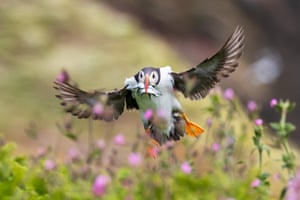 Um papagaio-do-mar do Atlântico com um bico cheio de enguias de areia vai alimentar seus filhotes na Ilha Skomer em Pembrokeshire, País de Gales, Reino Unido. Este ano, os guardas registraram mais de 41.000 papagaios-do-mar nidificando em Skomer