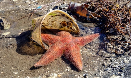 A sea star caught in a plastic cup in Brentwood Bay, Saanich Peninsula, Vancouver Island.