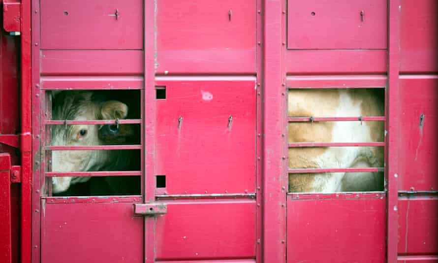 Eu Revealed To Be World S Biggest Live Animal Exporter Live Exports The Guardian Eu Revealed To Be World S Biggest Live Animal Exporter Live Exports The Guardian