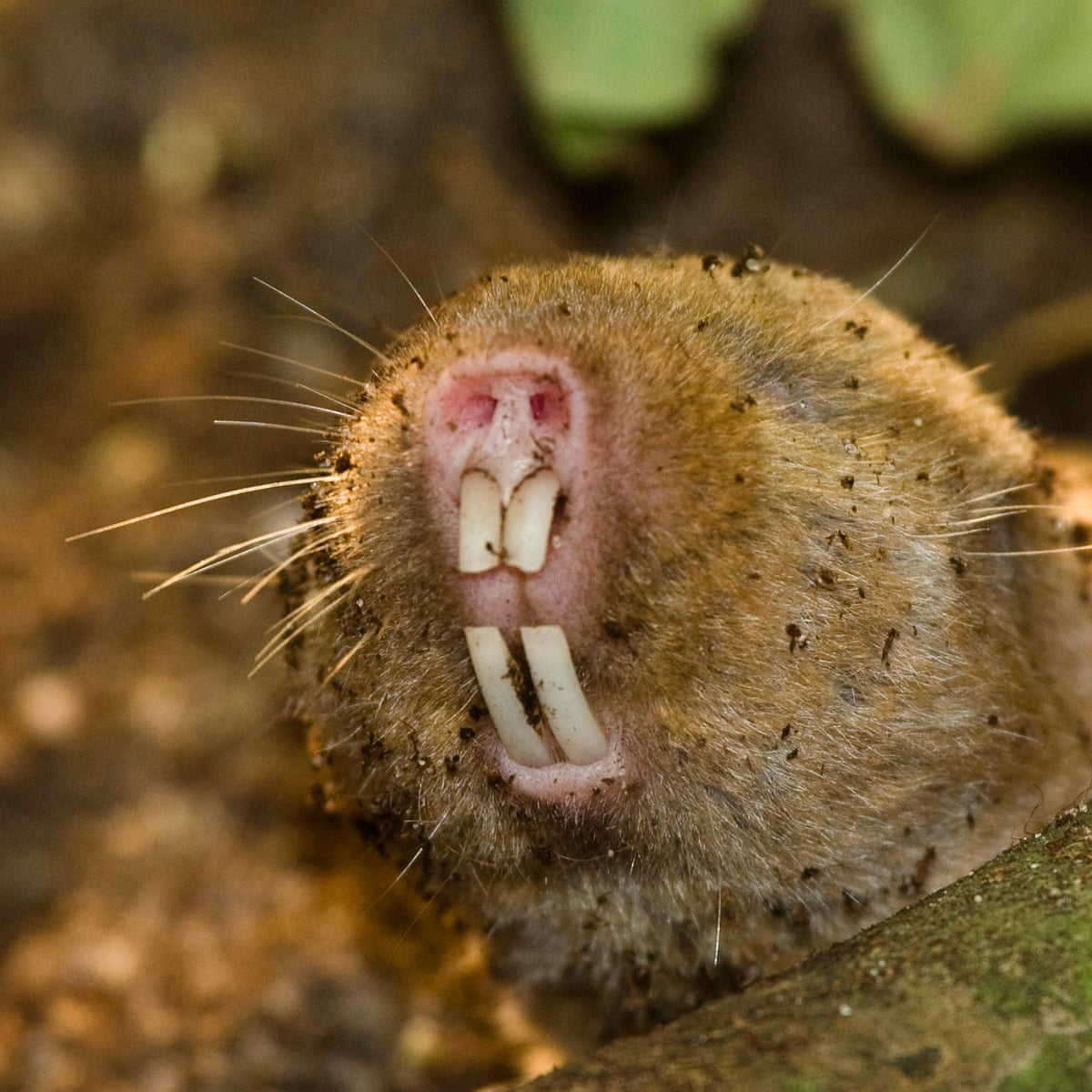 Near-blind Ansell's mole-rats detect magnetic cues with eyes, study shows |  Animals | The Guardian