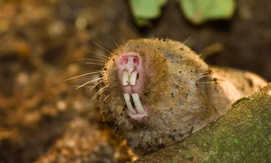 Ansell’s mole rats cannot see colour but have an innate preference to construct nests in the south-east sector of a circular arena. 