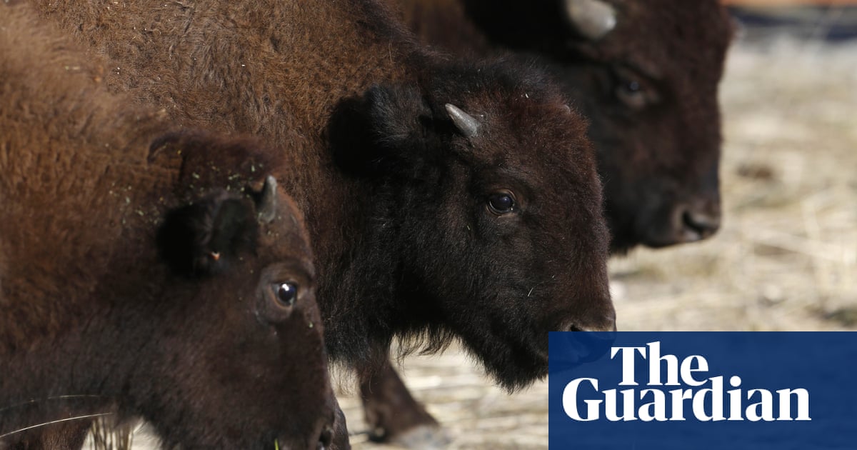 Where the buffalo roam: world’s longest wildlife bridge could cross the Mississippi