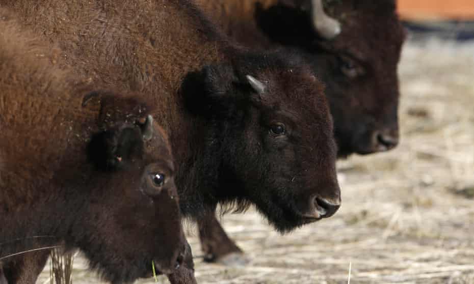 Where The Buffalo Roam World S Longest Wildlife Bridge Could Cross The Mississippi Iowa The Guardian Where The Buffalo Roam World S Longest Wildlife Bridge Could Cross The Mississippi Iowa The Guardian