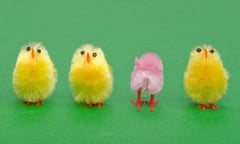A line of yellow Easter chicks, a pink one faces a different way