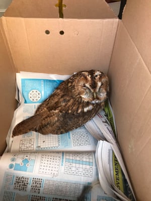 A tawny owl that needed rescuing after getting caught in pond netting in a garden in Sydenham, London.