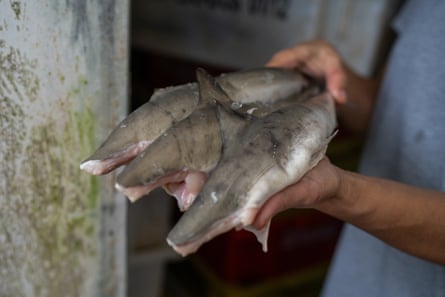 Um homem segura três pequenos tubarões de cerca de 40 cm de comprimento