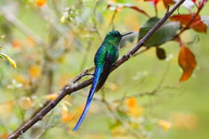 Um colibri sílfide de cauda longa perto de Manizales, Colômbia.