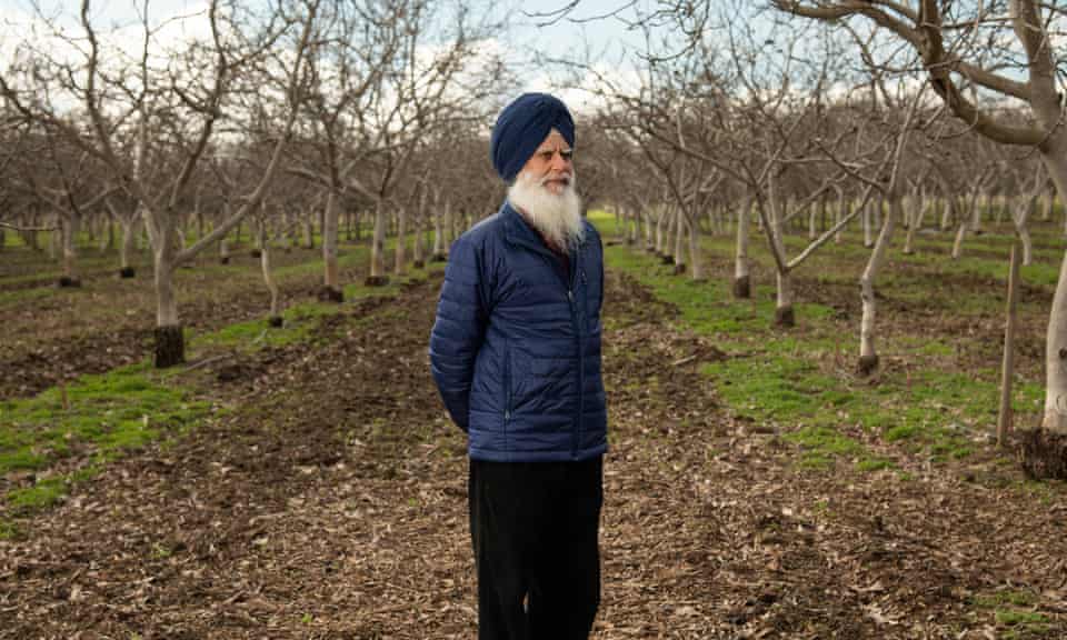 Sukhcharan Singh poses for a portrait on his walnut farm in Yuba City, Calif. on Friday, January 29, 2021. 