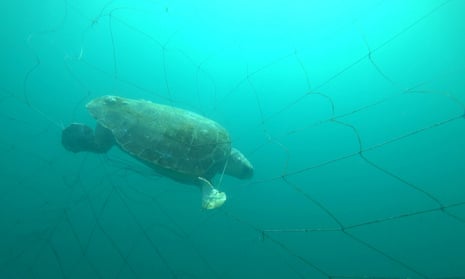 An endangered loggerhead turtle entangled in a shark net.