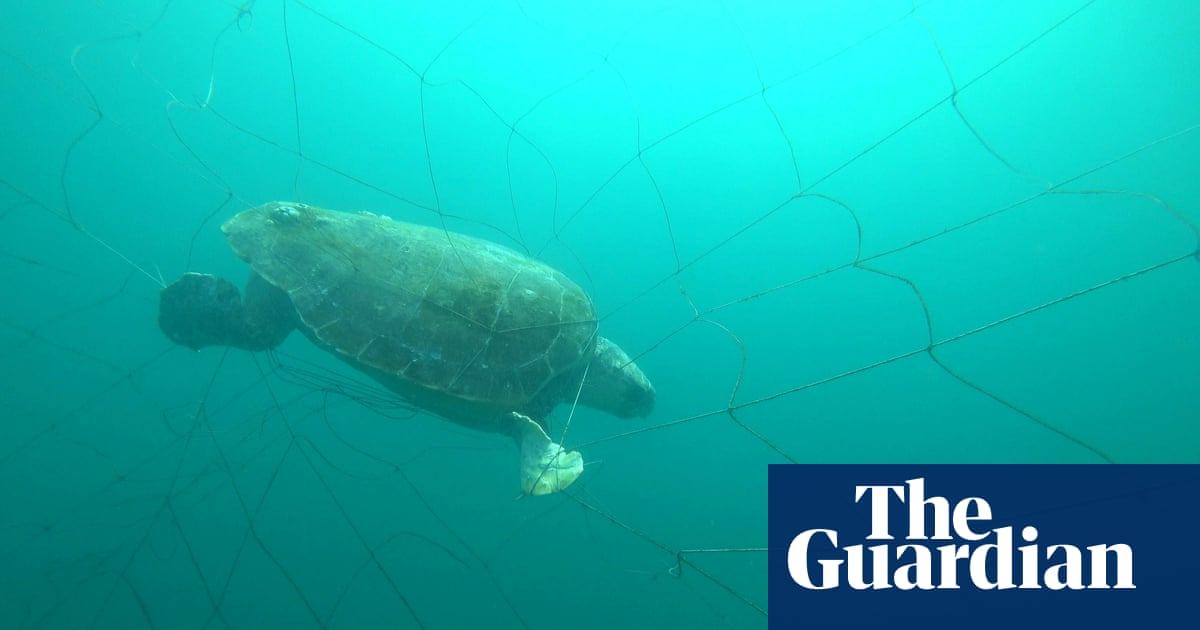 More than 90% of marine animals caught in NSW shark nets over summer were non-target species | Marine life