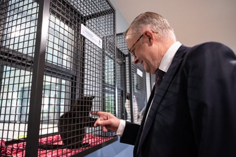 Australian Prime Minister Anthony Albanese during the opening of the Animal Welfare League NSW in Sydney, Thursday, June 08, 2023.