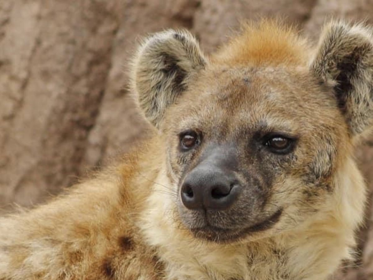Hyena The Habitat,