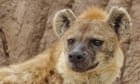 Hyenas at Denver zoo catch Covid in world first