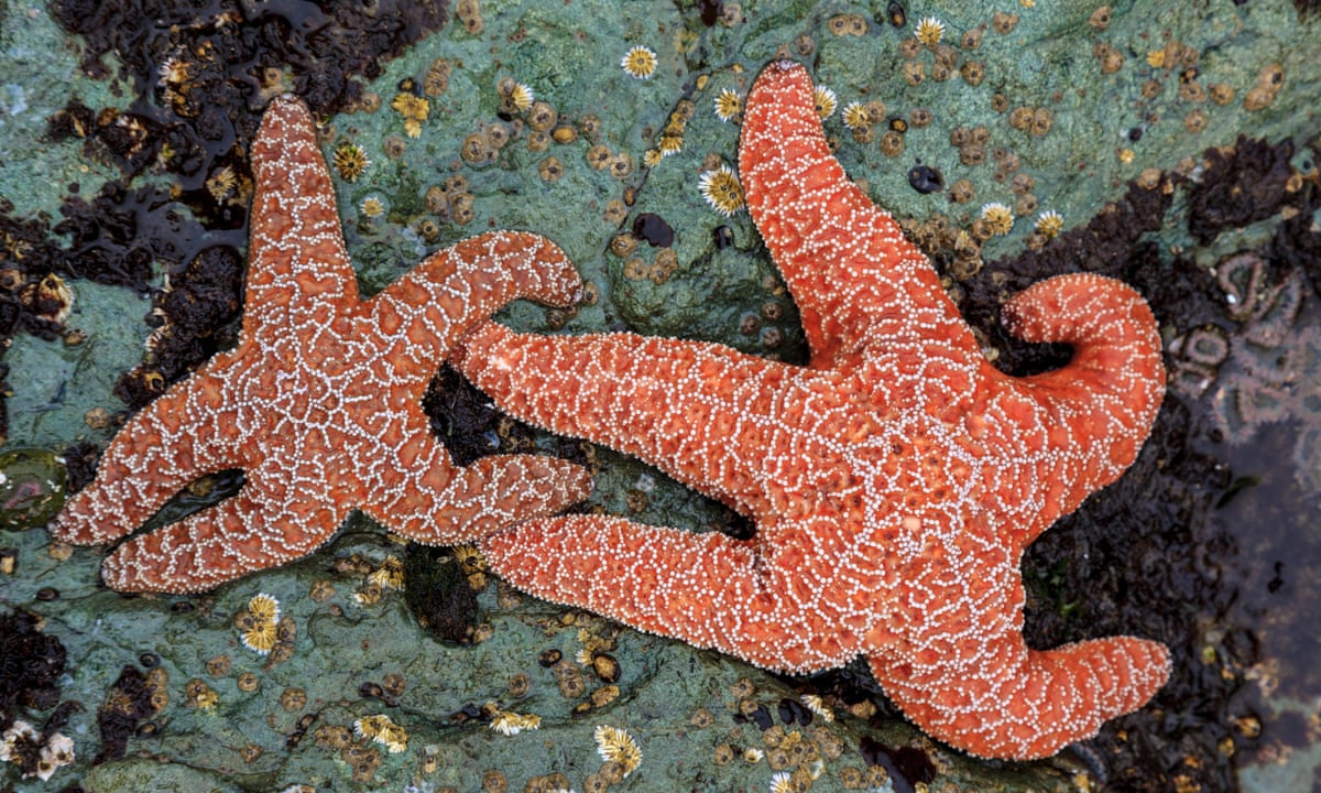 The amazing return of the starfish: species triumphs over melting disease, Marine life