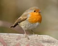 A European Robin bird rests on the Brithdir Mawr sign. Wednesday 29 January 2025